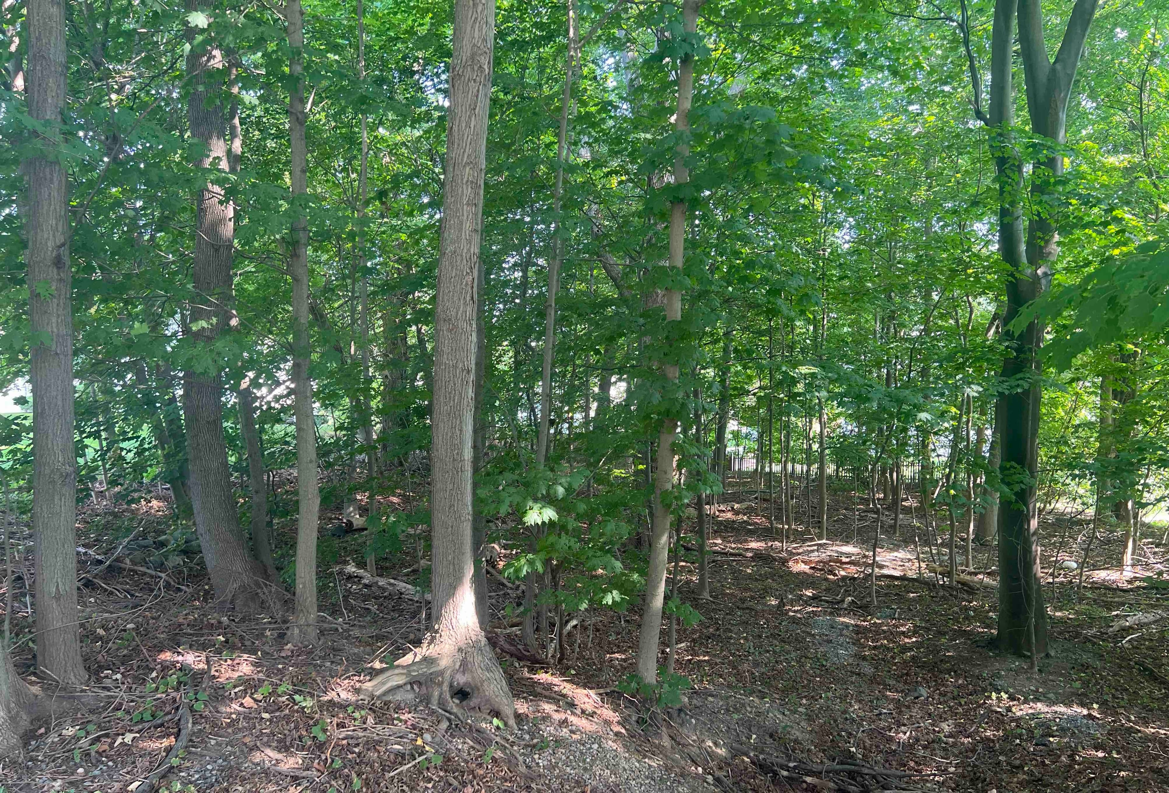 The wooded section of the 114 Church Street lot